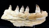 Large Mosasaur (Prognathodon) Jaw Section - #23440-4